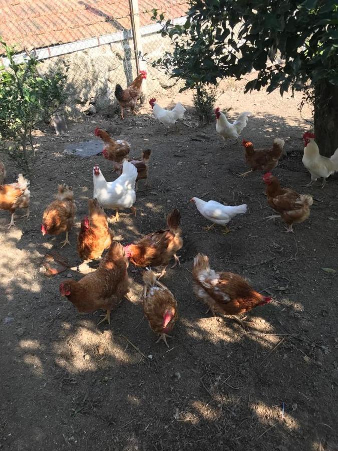 Quinta De Varzielas - Agroturismo 派瓦堡 外观 照片